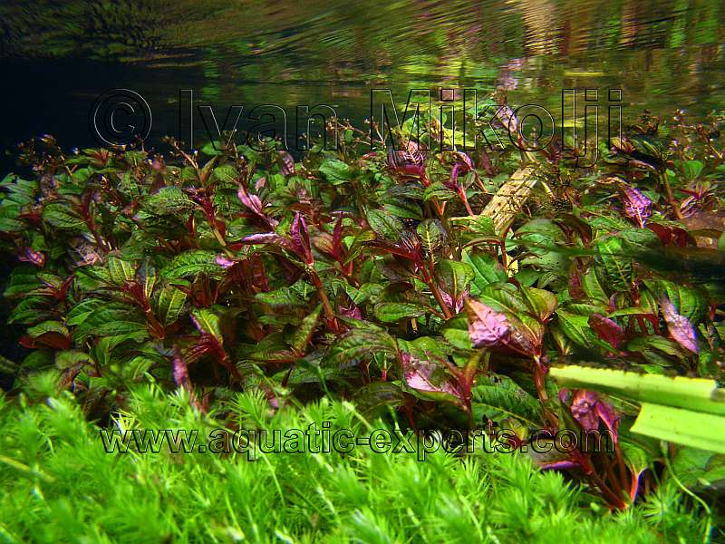 FRESHWATER AQUATIC PLANT Sp. 4